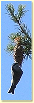 A bird feeding on a pine cone.