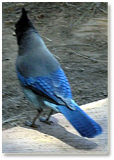 Our Pinyon Jay at Red Canyon.