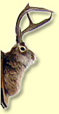 Jackalope: half Jack Rabbit and half antelope.