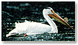 Borrowed image of pelican.
