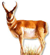 Pronghorn (antelope)