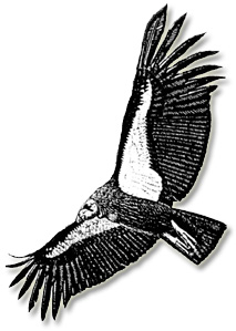 California condor.