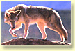 Coyote.