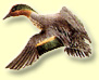 Ducks.