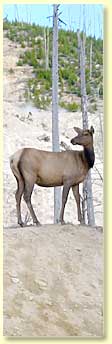 Elk along road.