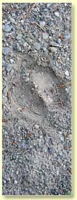 Buffalo hoof print.
