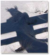 A ghost moose.