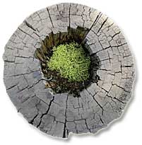 Fern in a hollowed out fence post.