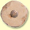 Geological Survey marker.